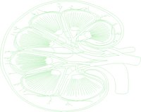 KIDNEY.WMF