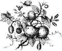 VSI059I.JPG