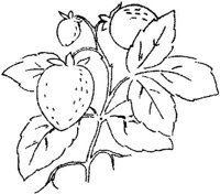 FLM115D.JPG