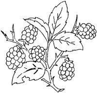 FLM115C.JPG