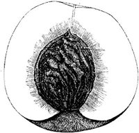 FDD092C.JPG