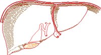 LIVER.WMF