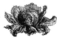 FDD089I.JPG