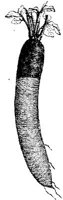 FDD087A.JPG