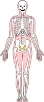 SKELETON.WMF