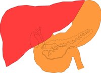 STOMACH.WMF
