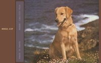 DOGS21.GIF