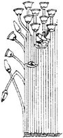 SOR016L.JPG