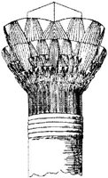 SOR015F.JPG