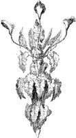 CTP244A.JPG