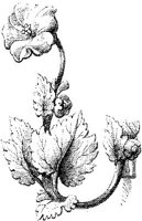 CTP242D.JPG
