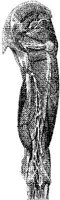 HPN133AG.JPG