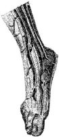HPN132AJ.JPG