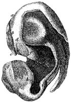 HPN131BP.JPG