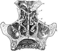 HPN131AT.JPG