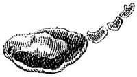 HPN131AS.JPG