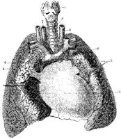 HPN129AT.JPG