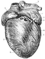 HPN129AS.JPG