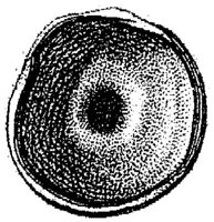 HPN129AO.JPG