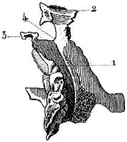 HPN122BK.JPG