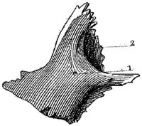 HPN122BF.JPG