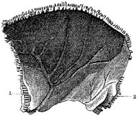 HPN120AG.JPG