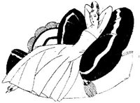 SIL006H.JPG