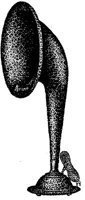 MUS105D.JPG