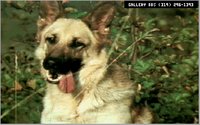 DOGS9.GIF