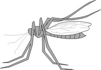 MOSQUITO.WMF