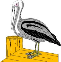 PELICAN1.WMF