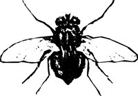 FLY.WMF