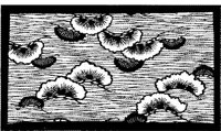 TJP102A.JPG
