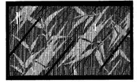 TJP029A.JPG