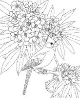SBF049A.JPG
