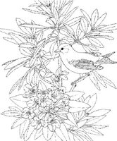 SBF048A.JPG