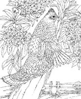 SBF039A.JPG