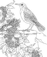 SBF038A.JPG