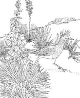 SBF032A.JPG