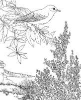 SBF029A.JPG