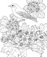 SBF026A.JPG