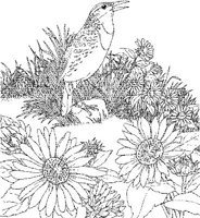 SBF017A.JPG