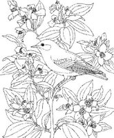 SBF013A.JPG