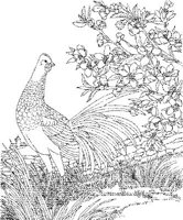 SBF009A.JPG