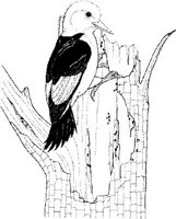 FFB034A.JPG