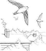 FFB013A.JPG