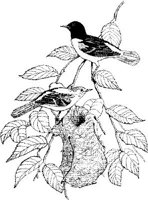 FFB001A.JPG