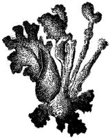 HPN033DC.JPG