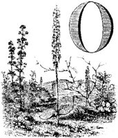 VSI009B.JPG