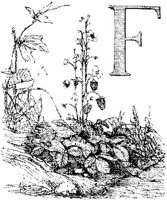 VSI008F.JPG